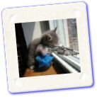 Humour Le Chat Sniper.jpg